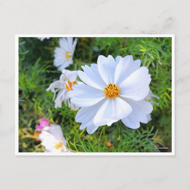 Postal Cosmos [postal] (Anverso)