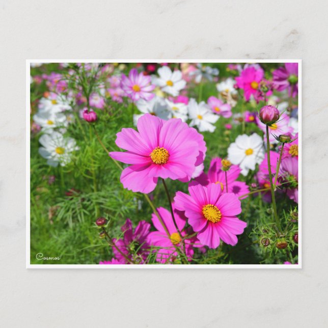 Postal Cosmos [postal] (Anverso)