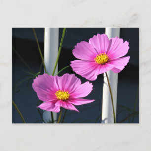 Postal Cosmos Rosa