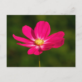 Postal Cosmos rosados