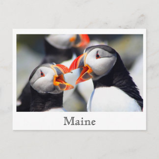 Postal Costa de Maine de Puffins Atlánticos