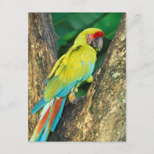 Postal Costa Rica, Ara Ambigua, gran Macaw. verde