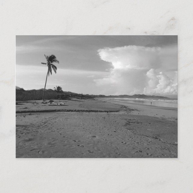 Postal Costa Rica Beach with Palm Tree Photo  (Anverso)