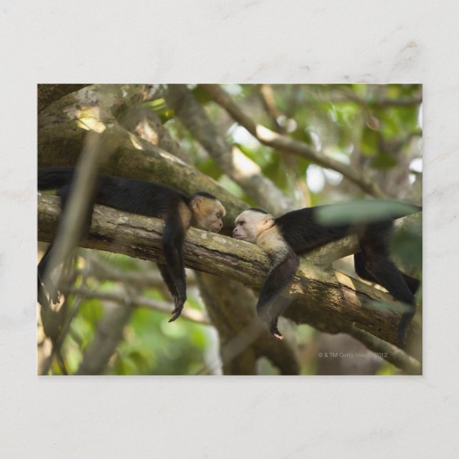 Postal Costa Rica, dos monos descansando en el árbol, min (Anverso)
