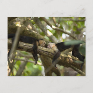 Postal Costa Rica, dos monos descansando en el árbol, min