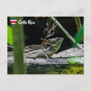 Postal Costa Rica - Lagarto basilisco esmeralda macho