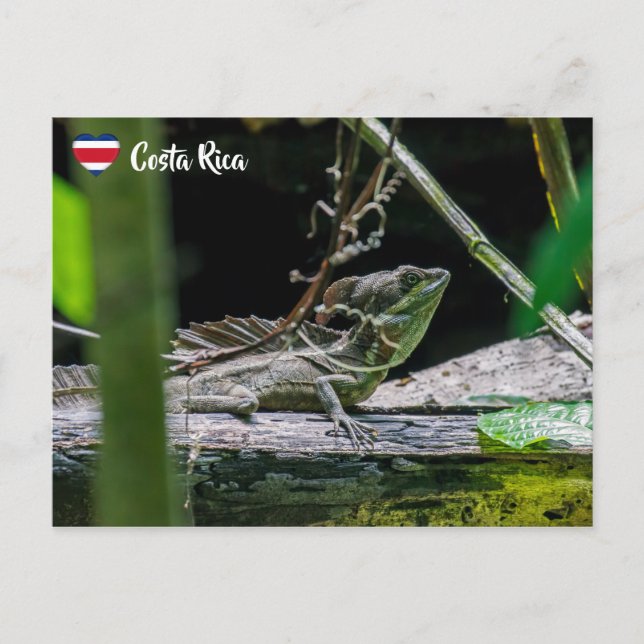 Postal Costa Rica: Lizard de la basílica de la Esmeralda  (Anverso)