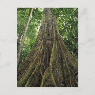 Postal Costa Rica, Parque Nacional Corcovado, Apuntalado