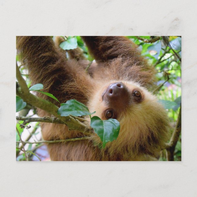 Postal Costa Rica Rainforest Sloth (Anverso)