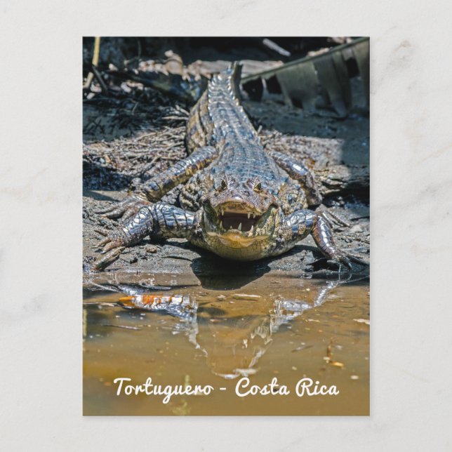 Postal Costa Rica, Tortuguero - Cocodrilo agresivo (Anverso)