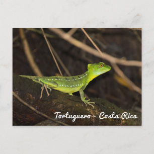 Postal Costa Rica, Tortuguero - Lagarto Basilisco Esmeral