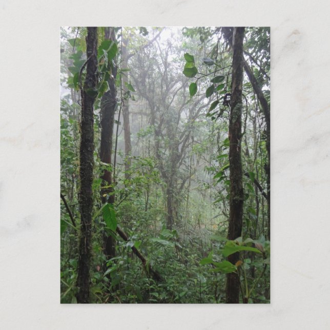 Postal costa salvaje (Anverso)