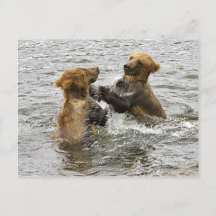 Postal Costillas de oso marrón jugando con el agua