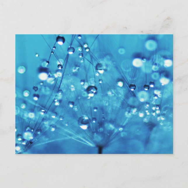 Postal Cotas de agua en Dandelions (Anverso)