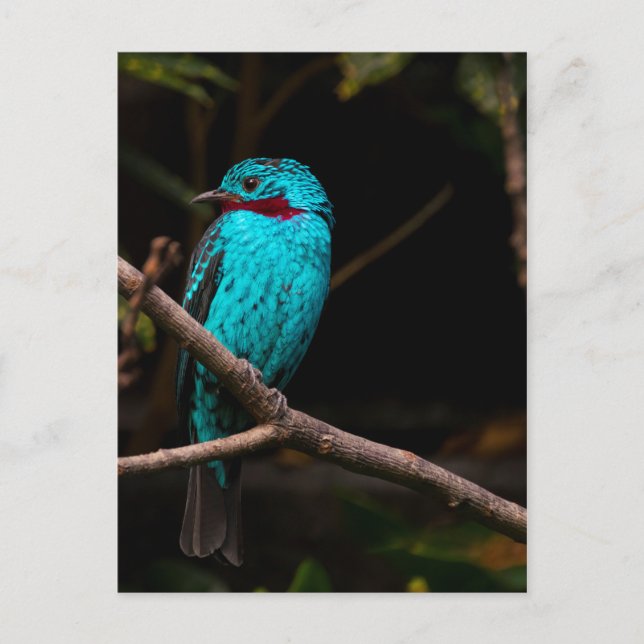 Postal Cotinga de España (Anverso)