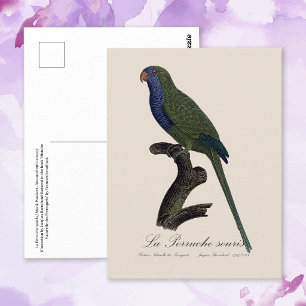 Postal Cotorra Argentina o Cotorra de Monk, Myiopsitta Mo