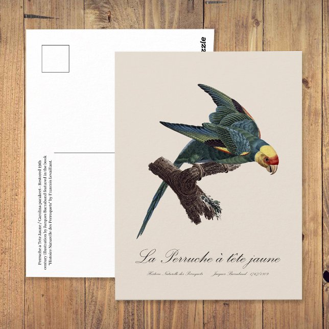 Postal Cotorra de Carolina, Conuropsis carolinensis (Carolina parakeet, Conuropsis carolinensis. Postcard)