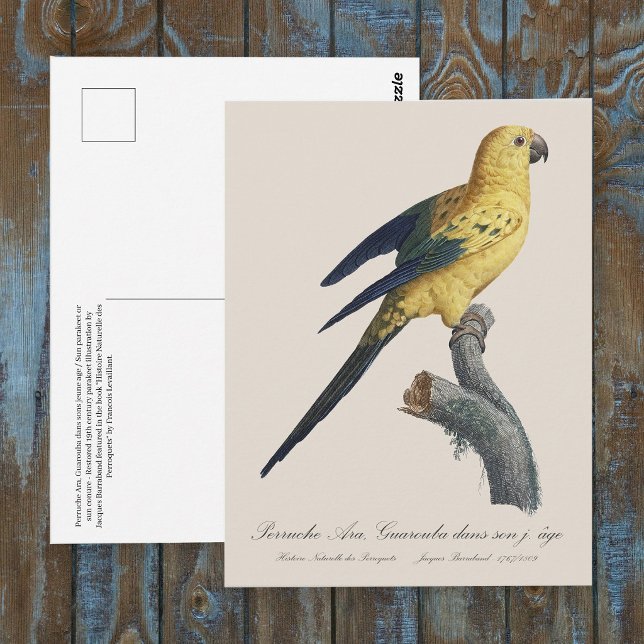 Postal Cotorra del Sol o Aratinga solstitialis (Guarouba dans sons jeune age / Sun parakeet. Postcard)