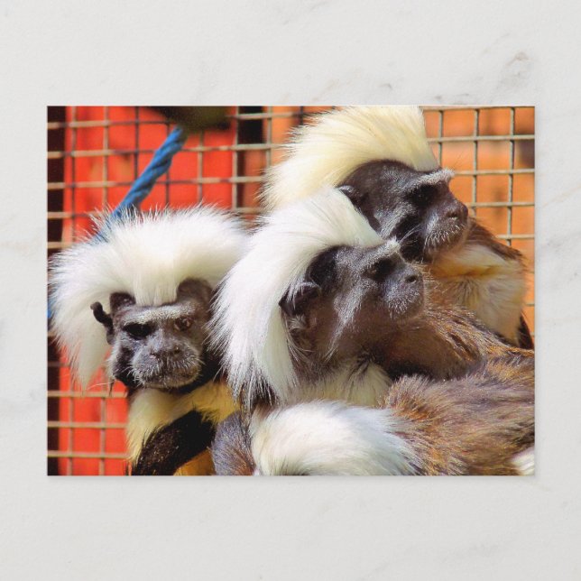 POSTAL COTTON-TOP TAMARIN MONKEYS (Anverso)