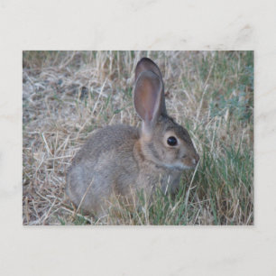 Postal Cottontail de Audubon