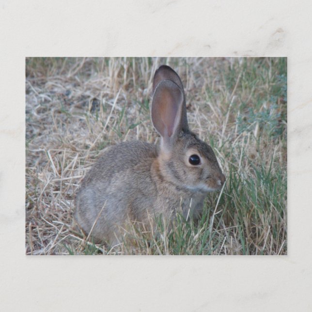 Postal Cottontail de Audubon (Anverso)