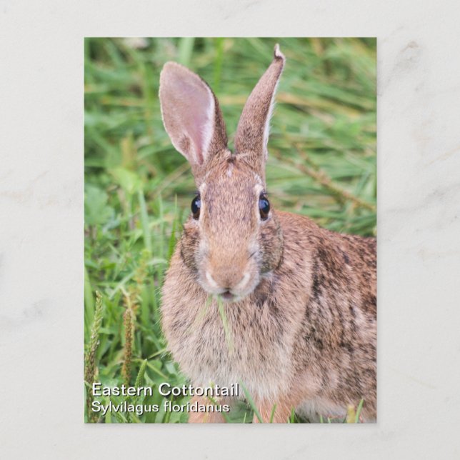 Postal Cottontail oriental (Anverso)