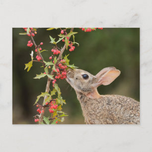 Postal Cottontail oriental   Texas del Sur