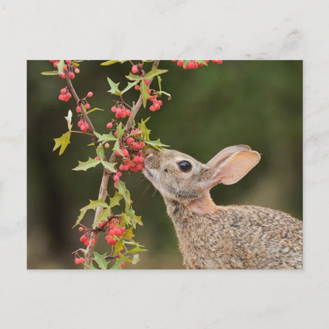 Postal Cottontail oriental | Texas del Sur (Anverso)