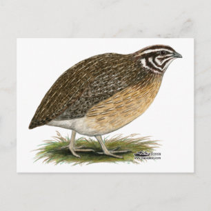 Postal Coturnix Pharaoh Quail