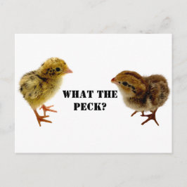 Postal Coturnix y codornices de codorniz