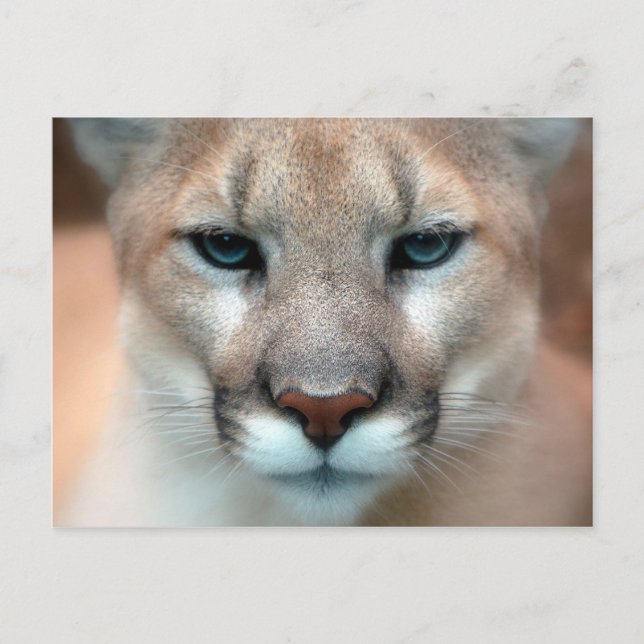 Postal Cougar (Anverso)