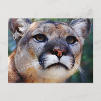 Postal Cougar