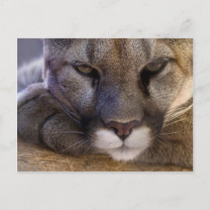 Postal Cougar