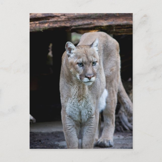 Postal Cougar (Anverso)
