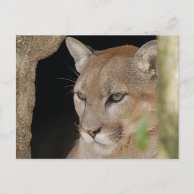 Postal Cougar 013 (Anverso)