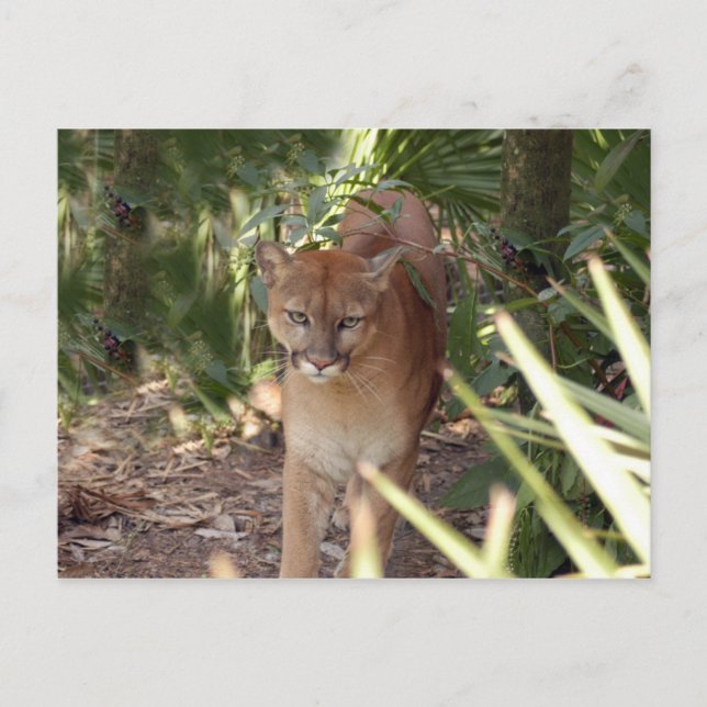 Postal Cougar 020 (Anverso)