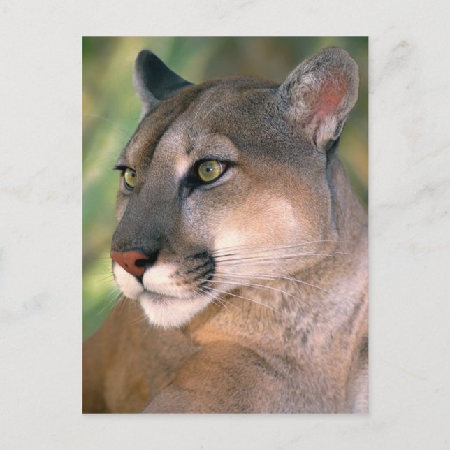 Postal Cougar, California (Anverso)