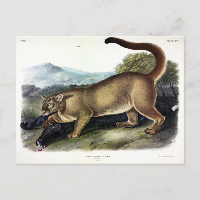Postal Cougar, o Puma, Panther, León de Montaña, Catamoun (Anverso)