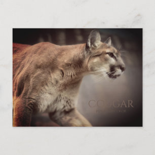 Postal Cougar:Postal