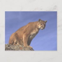 Cougar Watch