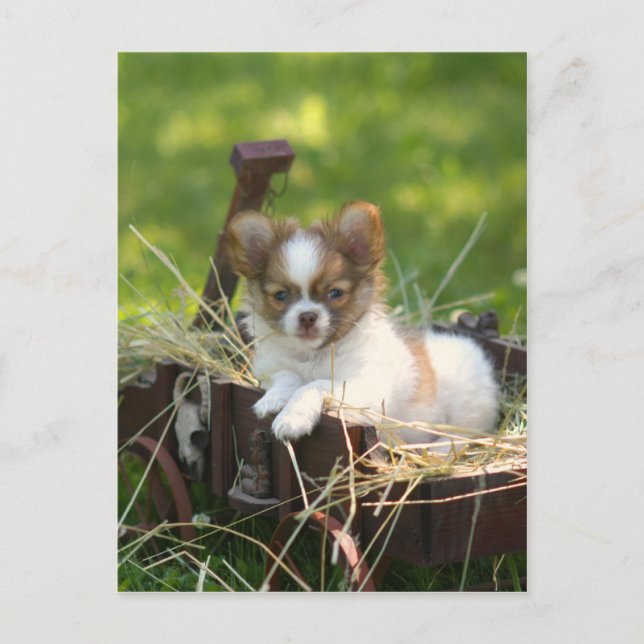 Postal CountryBumpkin (Anverso)