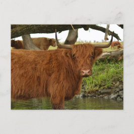 Postal Cow card standing in the water