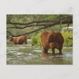Postal Cow card standing in the water Biesbosch