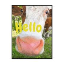 Cow Hello divertida