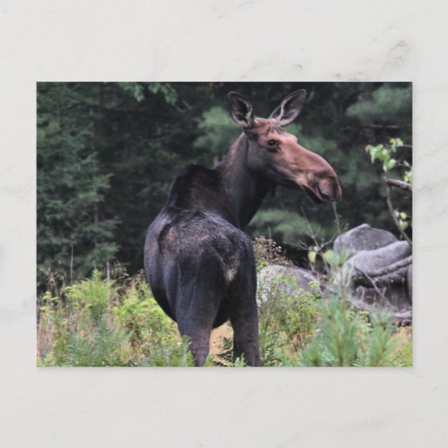 Postal Cow Moose (Anverso)