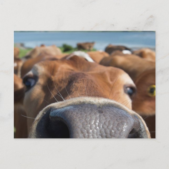 Postal Cow Nose Closeup (Anverso)