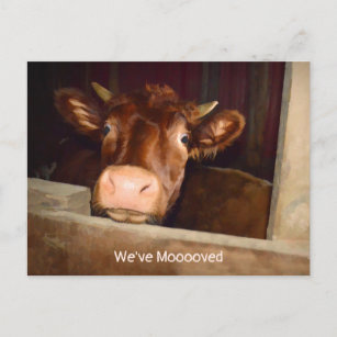 Postal Cow Rustic Country Barn Funny Farm Moving Card