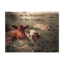 Cow Rustic Country Funny Farm Moving Card