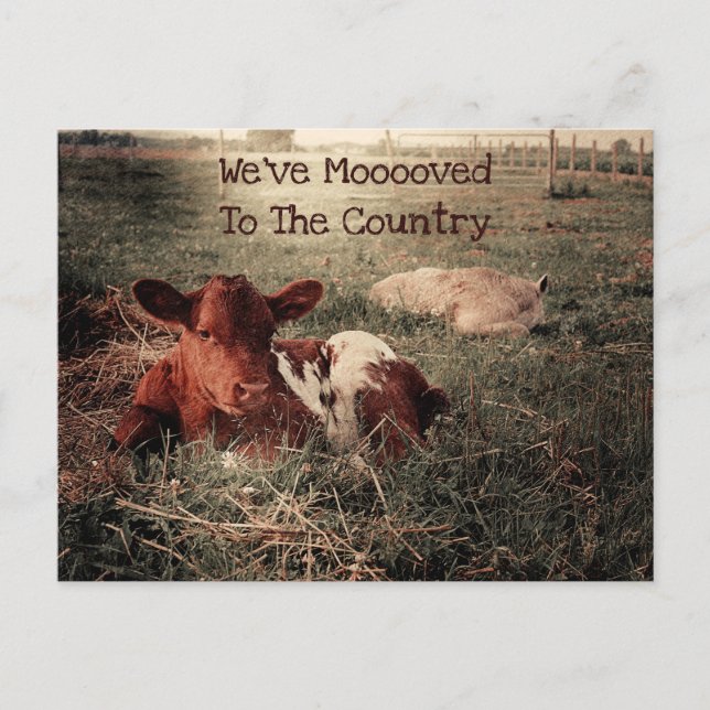 Postal Cow Rustic Country Funny Farm Moving Card (Anverso)