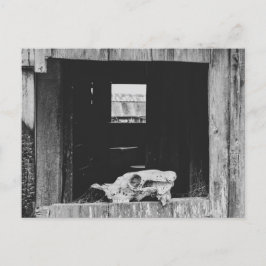 Postal Cow Skull